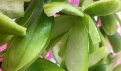 腾冲小角瓜怎么吃,腾冲小角瓜的多彩食法探索