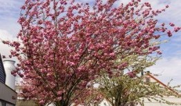 吃瓜群樱花,一场跨越次元的甜蜜邂逅