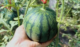 北京吃瓜史,北京吃瓜史上的那些事儿