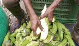 印度大妈教你吃蛇瓜,蛇瓜的独特风味与养生之道