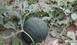 吃瓜摄像头,捕捉生活瞬间，记录人间烟火