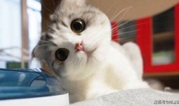 小猫吃网纹瓜好吗图片,萌趣瞬间捕捉