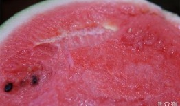 舌头瓜怎么吃效果最好,舌头瓜的最佳食用方法揭秘