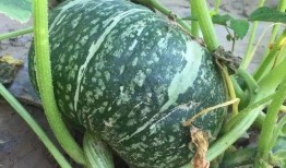 宝栗瓜怎么吃,解锁美味新体验