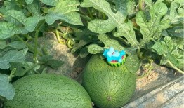 吃瓜有新瓜,揭秘娱乐圈最新热点