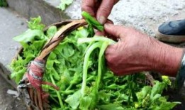 印度大妈教你吃蛇瓜,蛇瓜的独特风味与养生之道