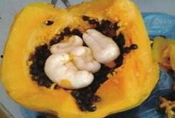 吃瓜的崽崽,吃瓜崽崽的趣味生活点滴