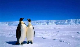 吃瓜福利企鹅群,揭秘神秘社群的欢乐时光