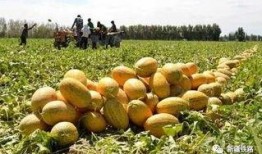 哈密站吃哈密瓜,瓜果飘香中的甜蜜之旅