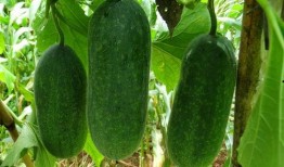 有瓜吃吗什么瓜,揭秘“有瓜吃吗什么瓜”的神秘面纱