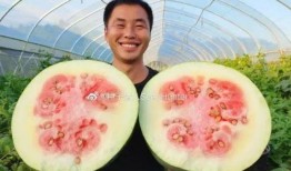 一群猪吃瓜是什么感受,欢乐盛宴中的趣味瞬间