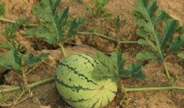 吃桃后多久能吃瓜,揭秘吃桃与吃瓜的最佳间隔