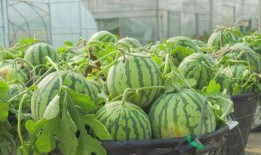 西宁吃瓜视频素材