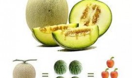 公众号吃瓜一手料,吃瓜一手料，带你直击明星幕后故事