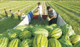 乘船围观吃瓜图片