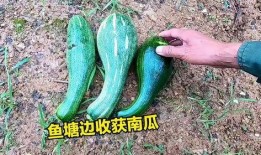 重庆钓鱼塘吃瓜,重庆钓鱼塘里的夏日吃瓜趣事