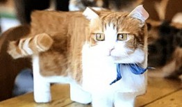 瓜哥吃瓜画猫图片大全,趣味横生的猫咪画作集锦