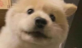 吃瓜狗表情,揭秘网络时代的社交新宠