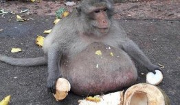 婴猴吃瓜,萌趣瞬间捕捉童年纯真