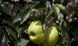 苹果梨剧场吃瓜,一场吃瓜群众的狂欢盛宴