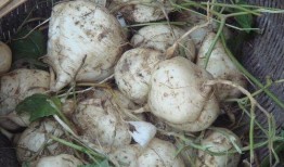 日本土瓜怎么吃,日本土瓜的多彩食法探索