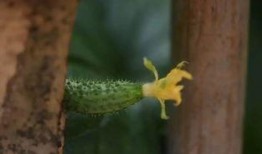 吃瓜开门,揭秘娱乐圈背后的秘密与真相