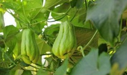 怀孕可以吃佛手瓜,佛手瓜助力母婴健康