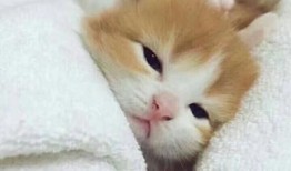 资深吃瓜屌丝,娱乐圈那些不为人知的幕后故事