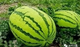 吃瓜的瓜在哪,探寻“吃瓜群众”的瓜从何而来