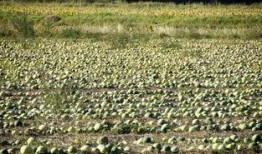 吃瓜传送地,探寻美食背后的传奇故事