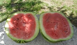 梦见瓜给人吃,揭秘瓜给人吃的神秘寓意