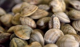 产妇吃蛤蜜瓜吗,营养健康两不误