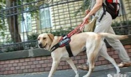 吃瓜导盲犬,萌宠与视障人士的温馨故事