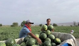 平山吃瓜,揭秘当地特色美食背后的故事