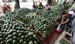 吃瓜标题,那些令人瞠目结舌的吃瓜事件大揭秘