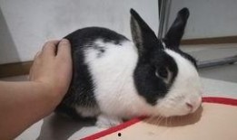 小黄兔吃瓜,小黄兔的甜蜜瓜果时光