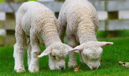 吃瓜小野羊,揭秘娱乐圈背后的那些事儿