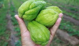 瓜哥吃的食物,探寻各地特色佳肴