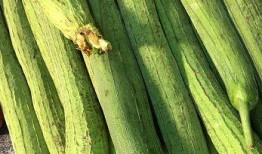 药老吃瓜,揭秘古代医者的趣味生活