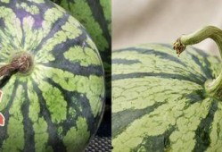 香港最近吃瓜,揭秘幕后风云与明星恩怨