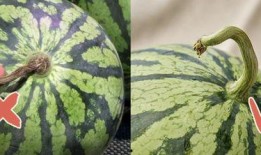 香港最近吃瓜,揭秘幕后风云与明星恩怨