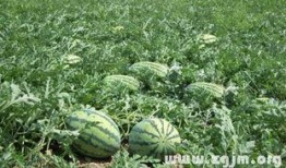 梦见瓜给人吃,揭秘瓜给人吃的神秘寓意