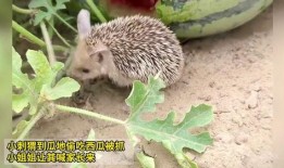 刺猬瓜地吃瓜,一场别开生面的吃瓜盛宴