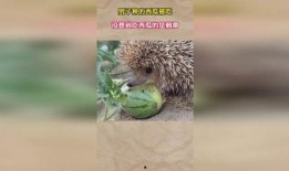 刺猬瓜地吃瓜,一场别开生面的吃瓜盛宴