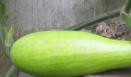 砍瓜怎么吃,从传统到创新的美味之旅