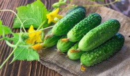 爱我吃瓜网,爱我吃瓜网带你领略吃瓜文化新风尚