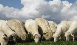 吃瓜小野羊,揭秘娱乐圈背后的那些事儿