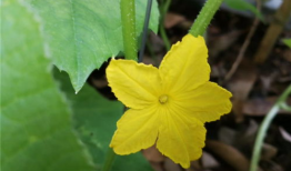 吃瓜赏花的好处,尽享吃瓜赏花之乐