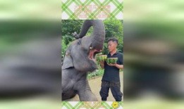 大象吃的瓜,探寻瓜果的奇妙世界