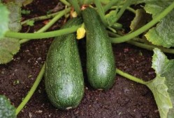 秋天吃瓜优点,养生又解暑——秋季吃瓜的五大优点